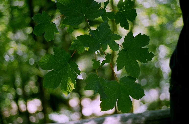 alberi forestali